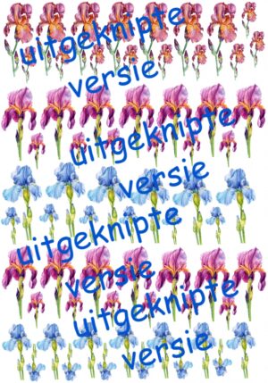 Iris 5 uitgeknipt