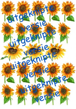 Zonnebloem 1 uitgeknipt