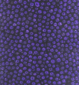 Mini Pearls (holeless), 0,8-1mm, Purple